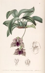 Promenaea stapelioides（作为syn.Maxillaria stapelioides） 作者 德雷克小姐
